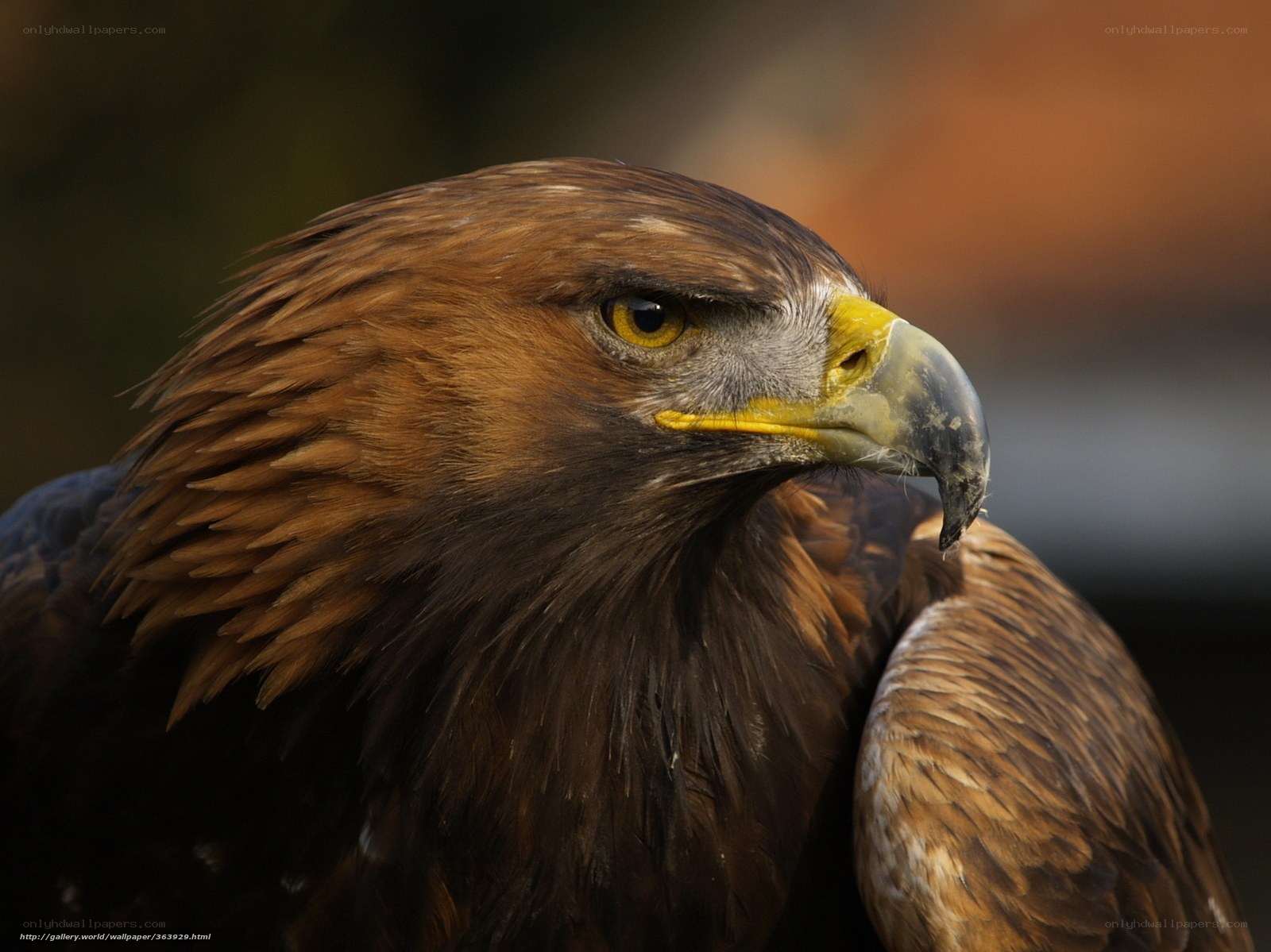close-up of a golden eagle