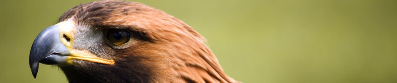 Close-up of a golden eagle