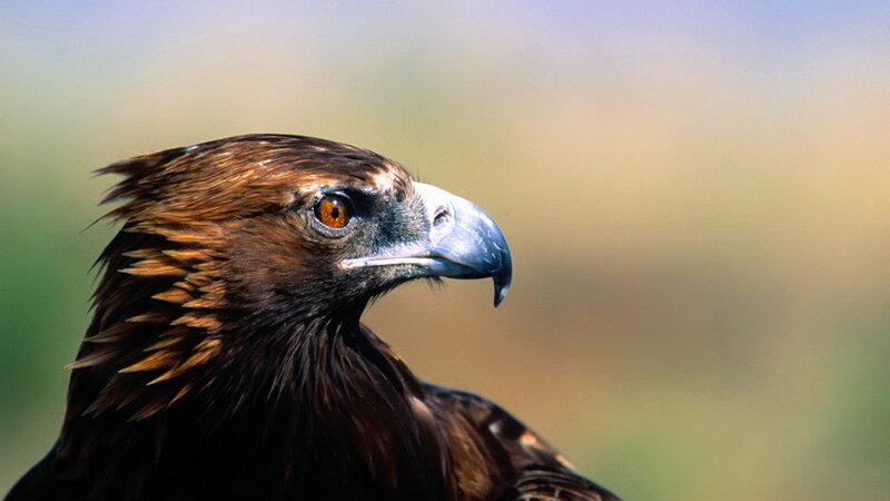 close-up of a golden eagle