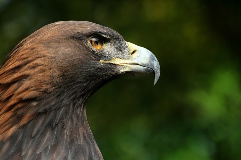 close-up of a golden eagle