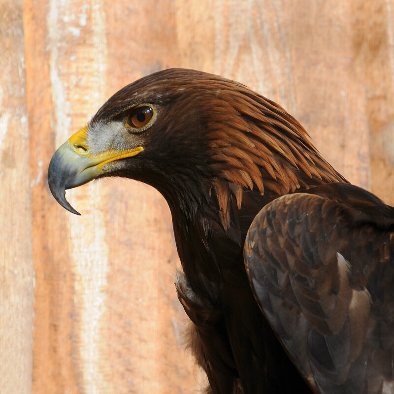 close-up of a golden eagle