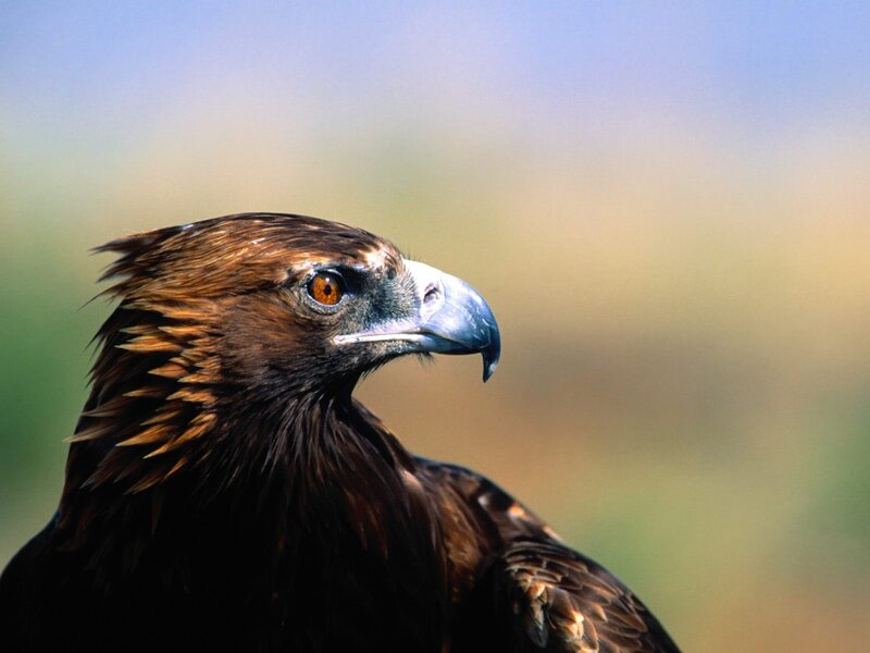 close-up of a golden eagle