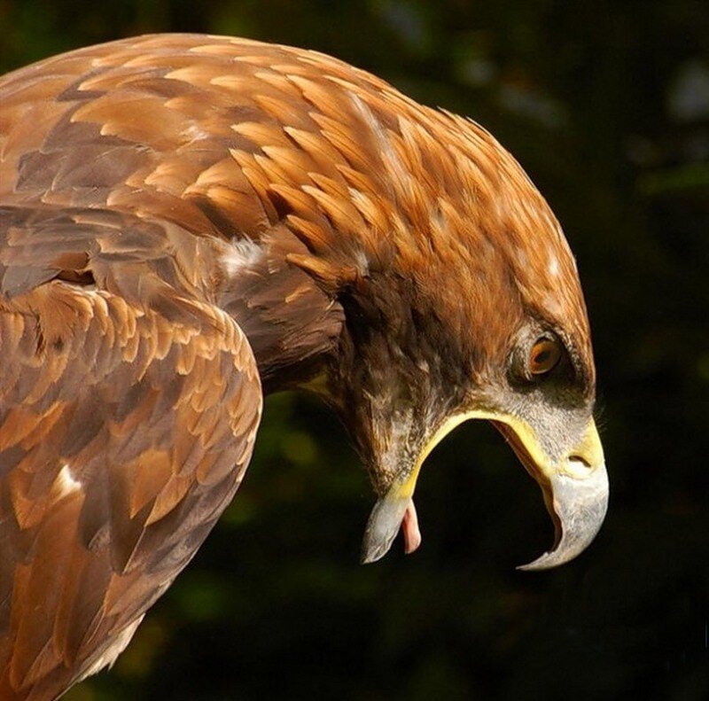 close-up of a golden eagle