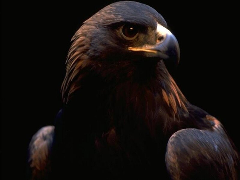 close-up of a golden eagle