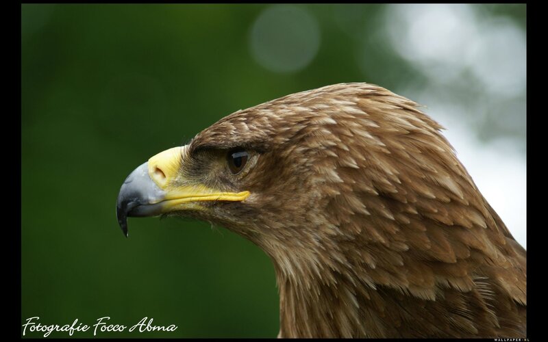 close-up of a golden eagle