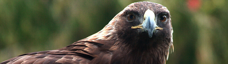 close-up of a golden eagle