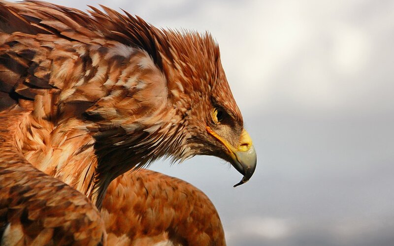 close-up of a golden eagle