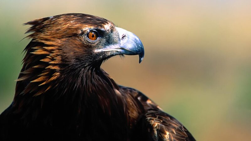 close-up of a golden eagle