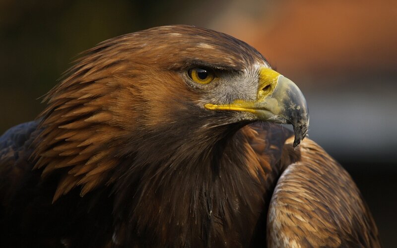 close-up of a golden eagle