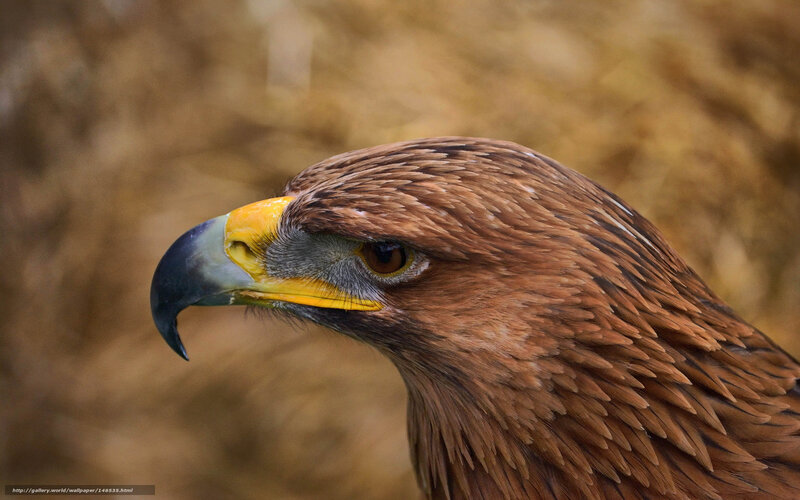 close-up of a golden eagle