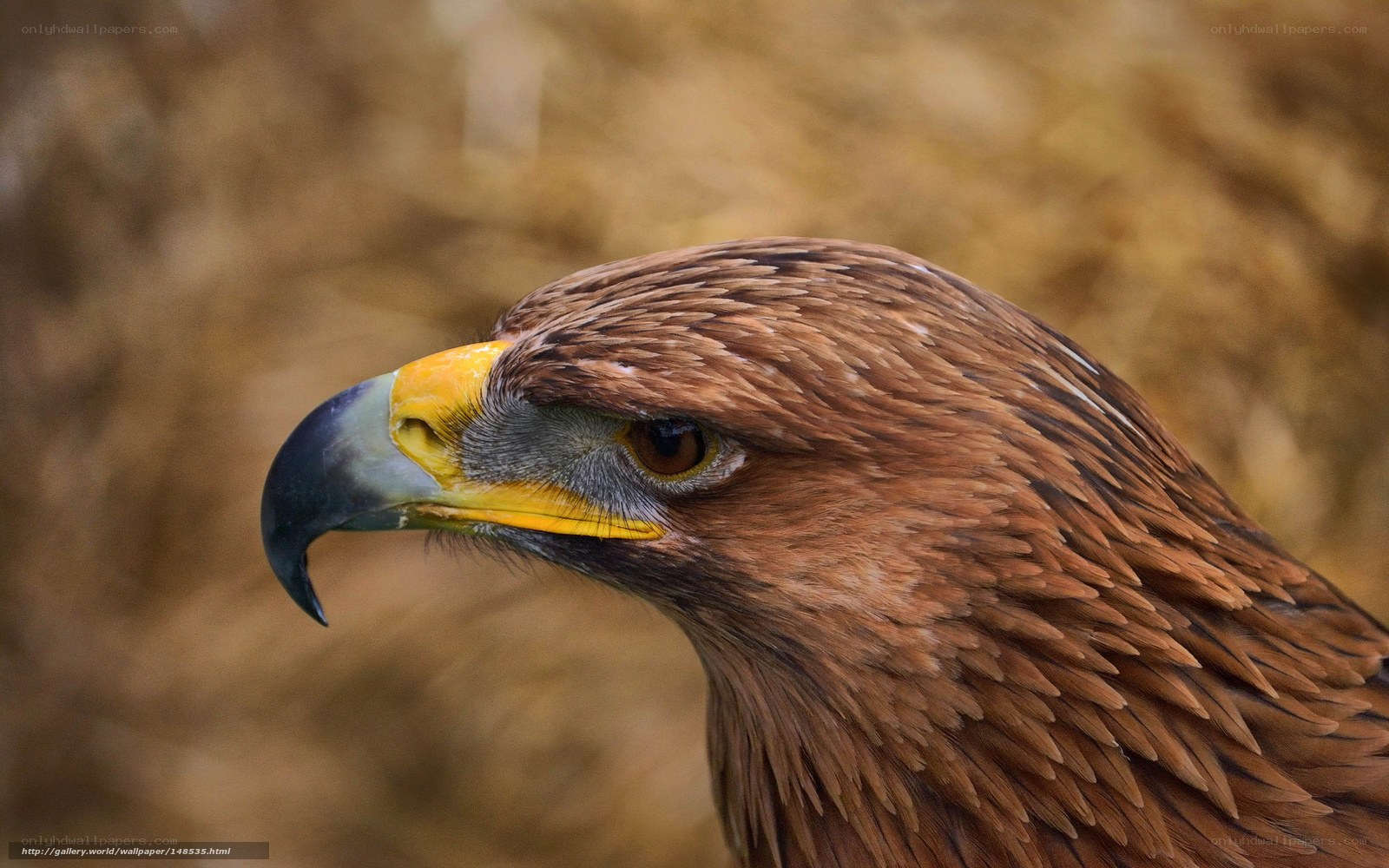 close-up of a golden eagle
