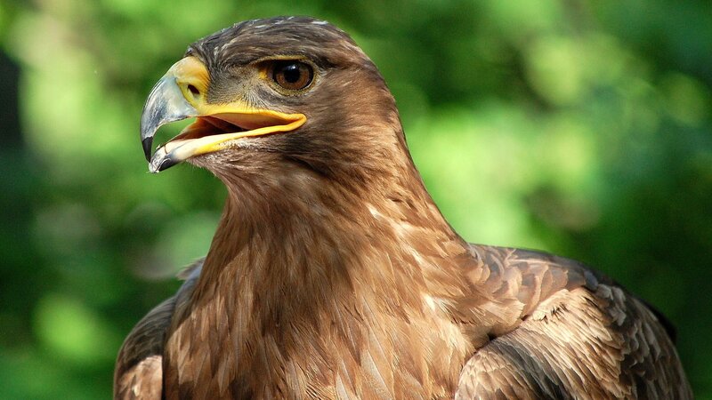 close-up of a golden eagle