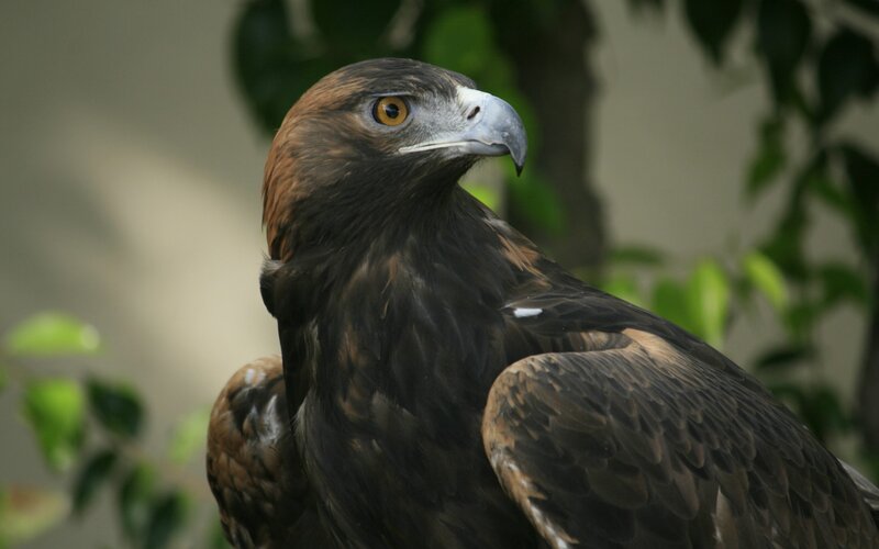 close-up of a golden eagle