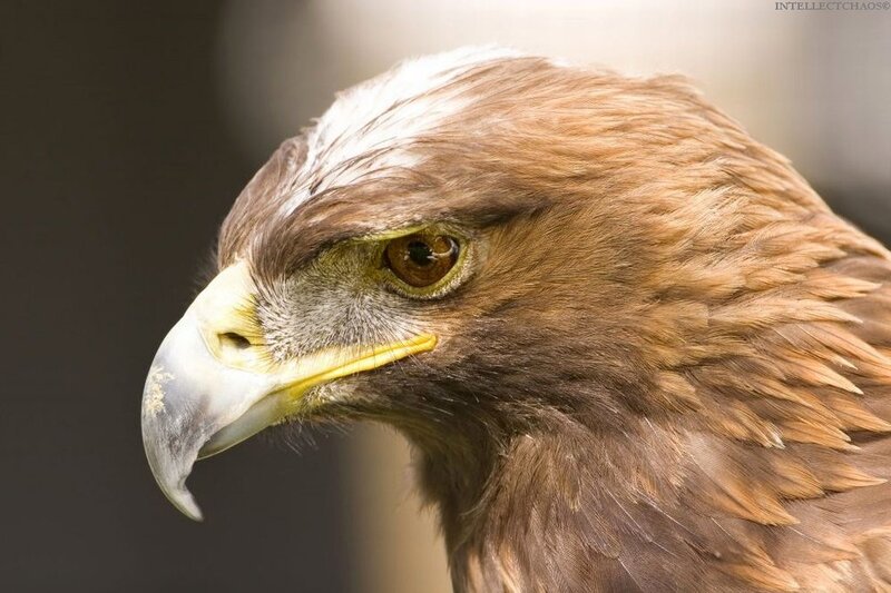 close-up of a golden eagle
