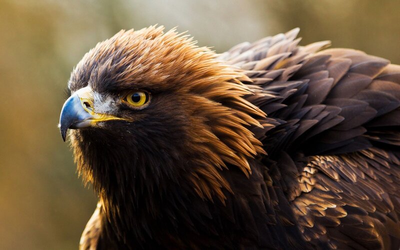 Close-up of a golden eagle