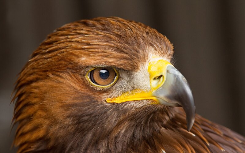 close-up of a golden eagle