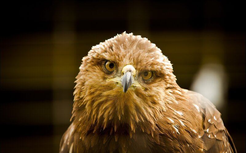 close-up of a golden eagle