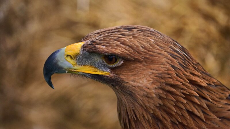 close-up of a golden eagle