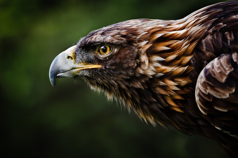 Close-up of a golden eagle