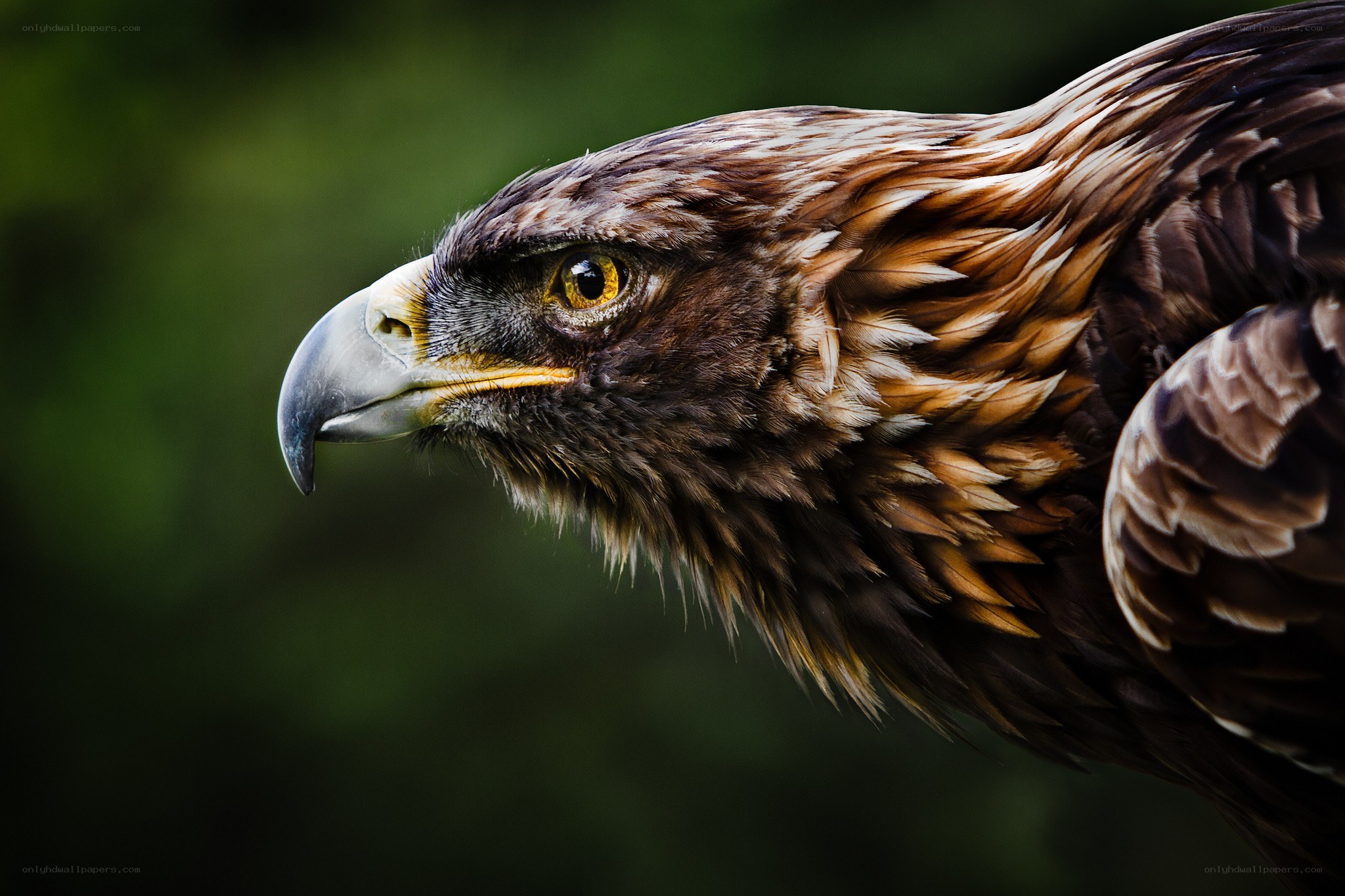 Close-up of a golden eagle