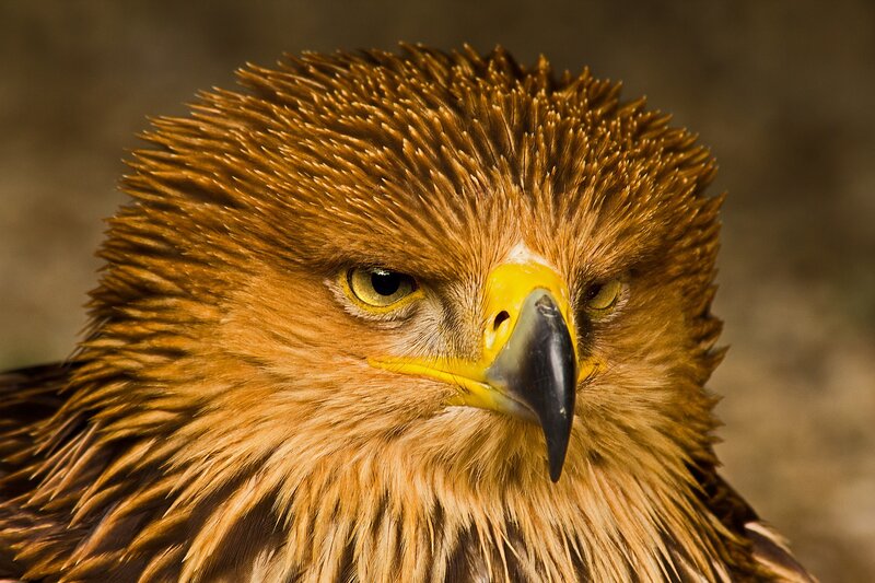 Close-up of a golden eagle