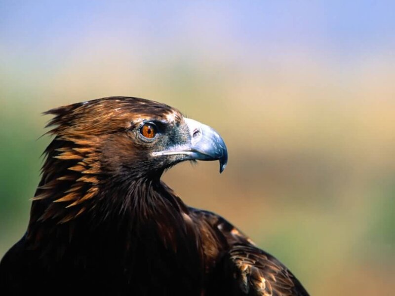 close-up of a golden eagle