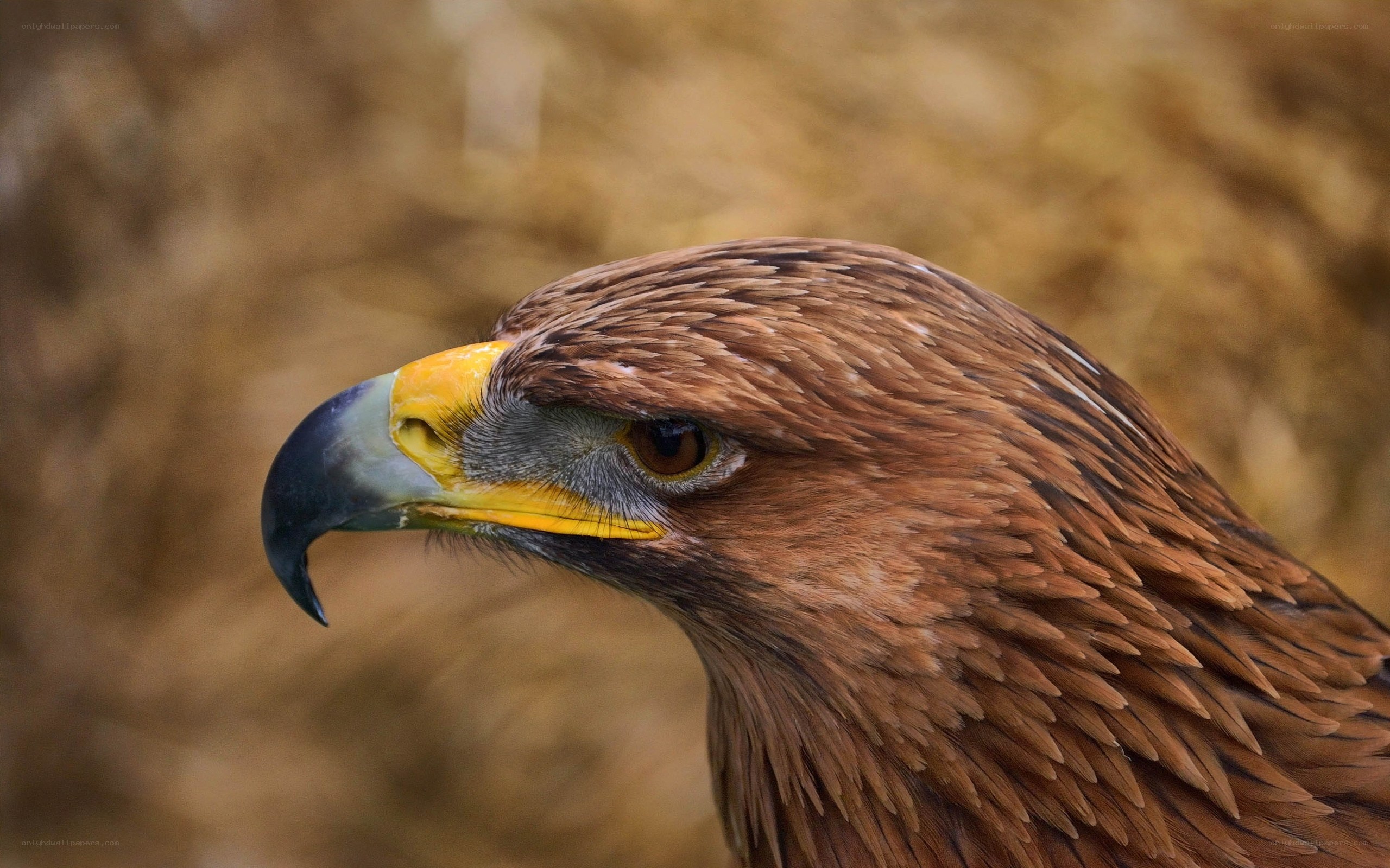 close-up of a golden eagle
