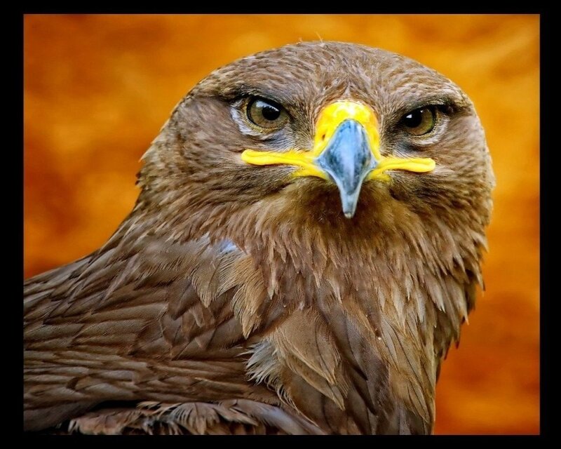 Close-up of a Golden Eagle — Brown