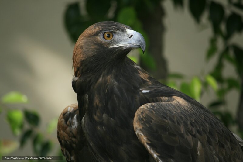Close-up of a golden eagle