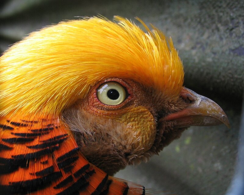 close-up of a golden pheasant
