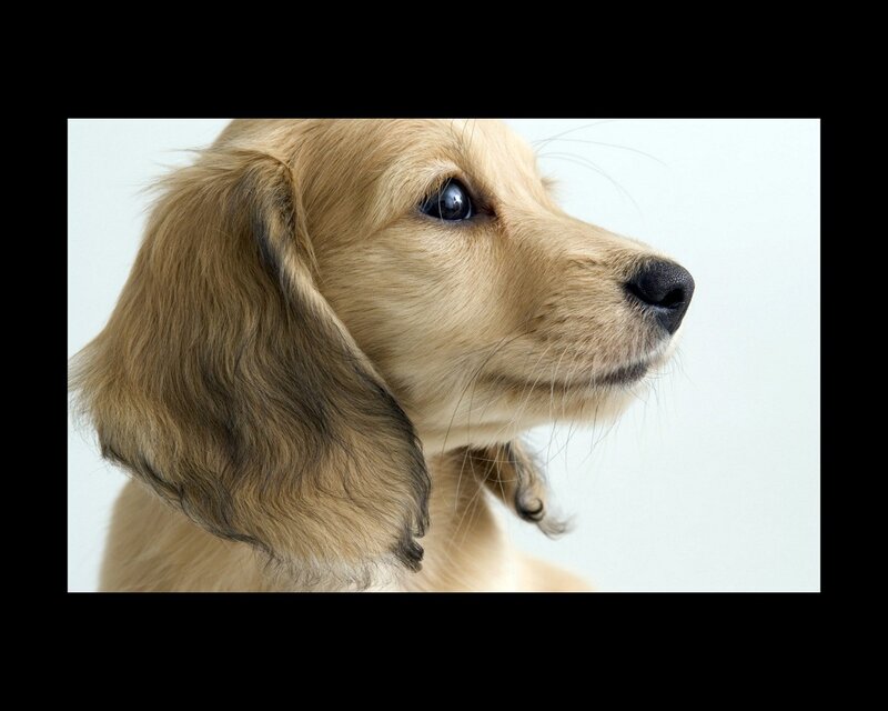 close-up of a golden puppy