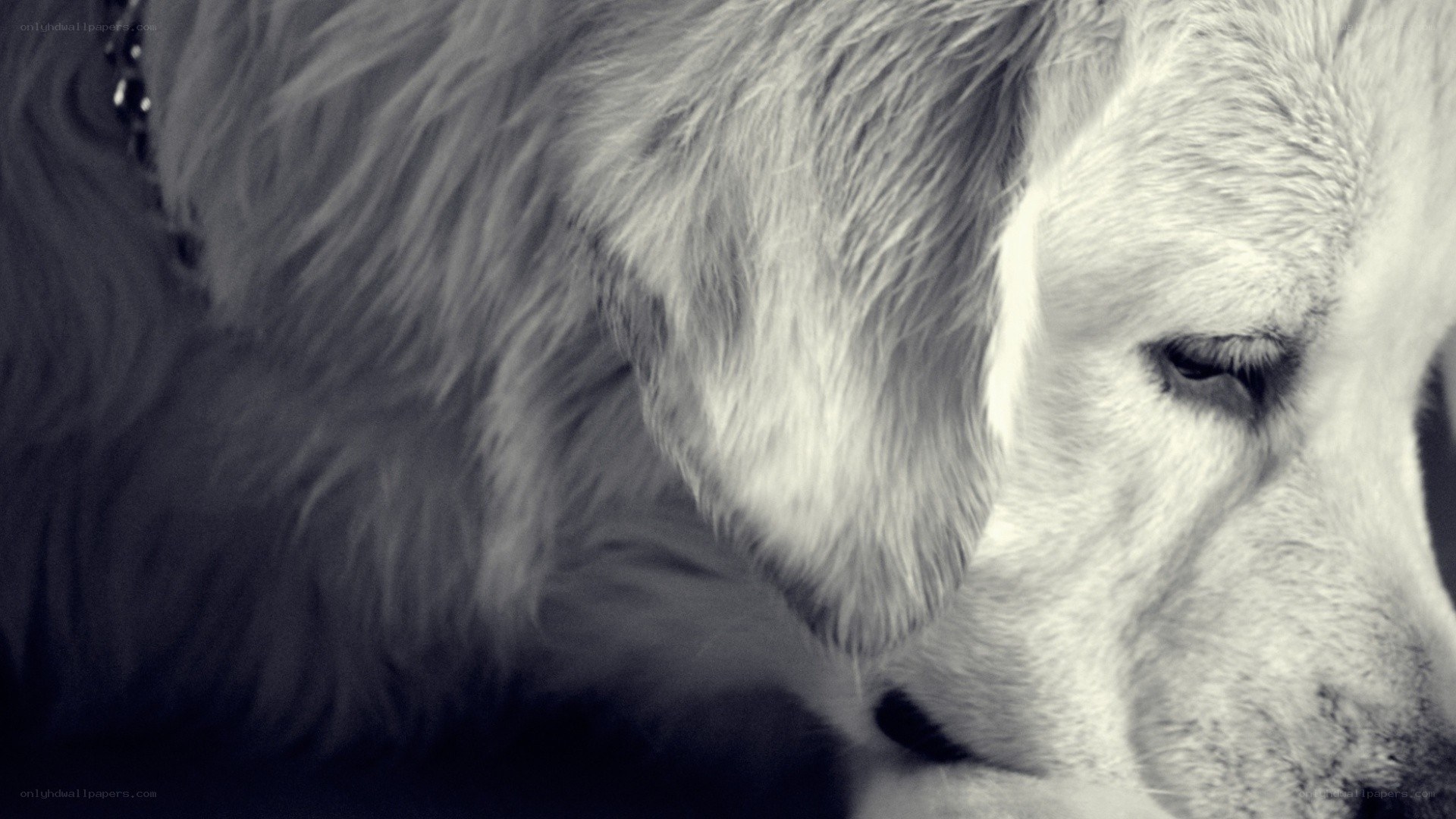 close-up of a golden retriever