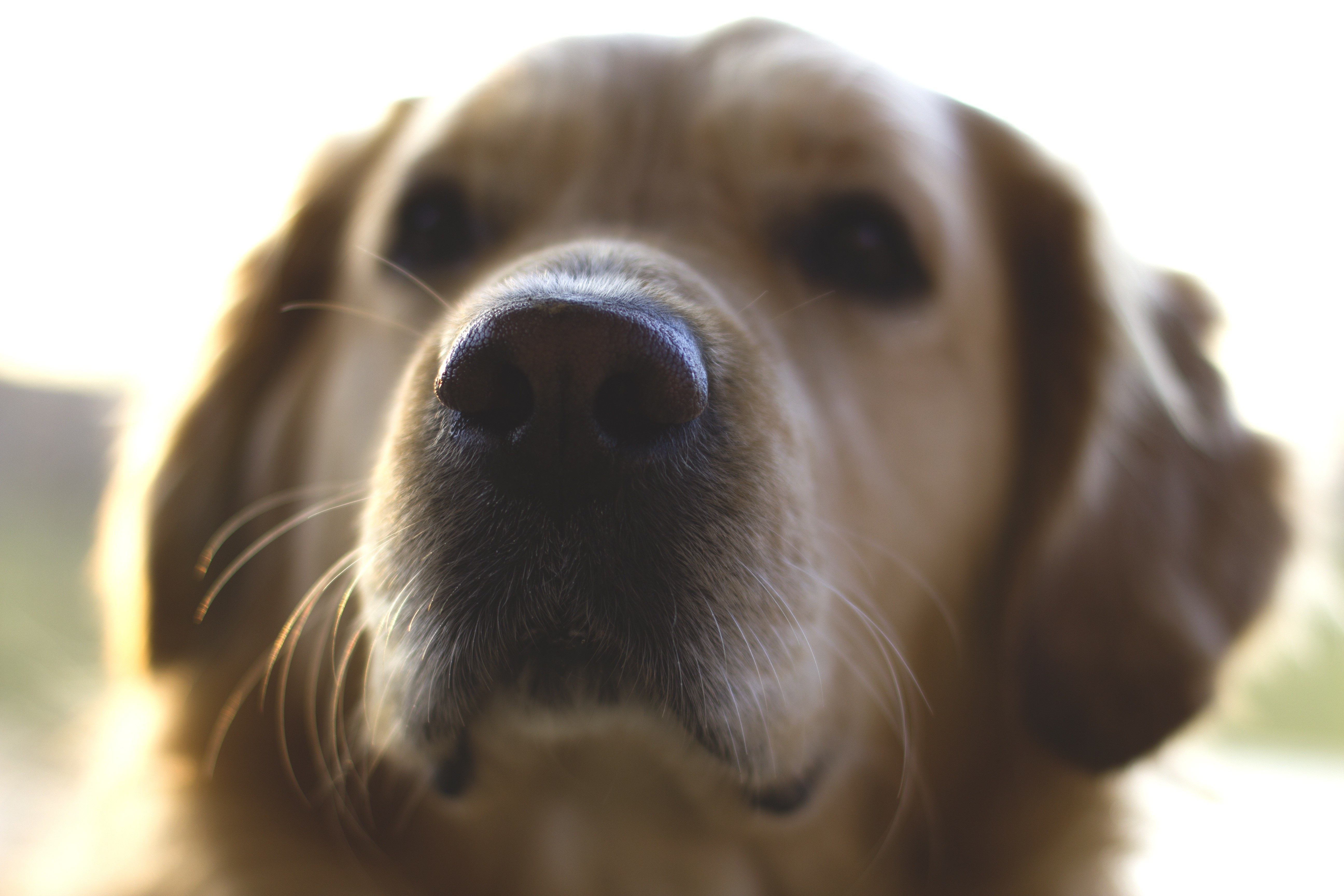 close-up of a golden retriever