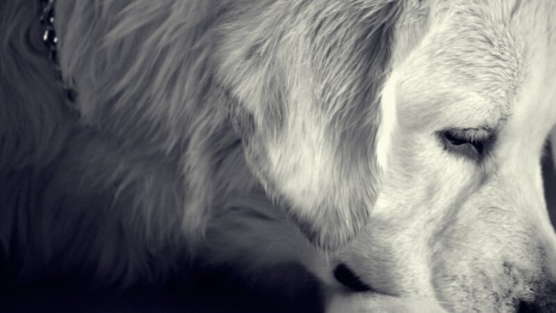 close-up of a golden retriever