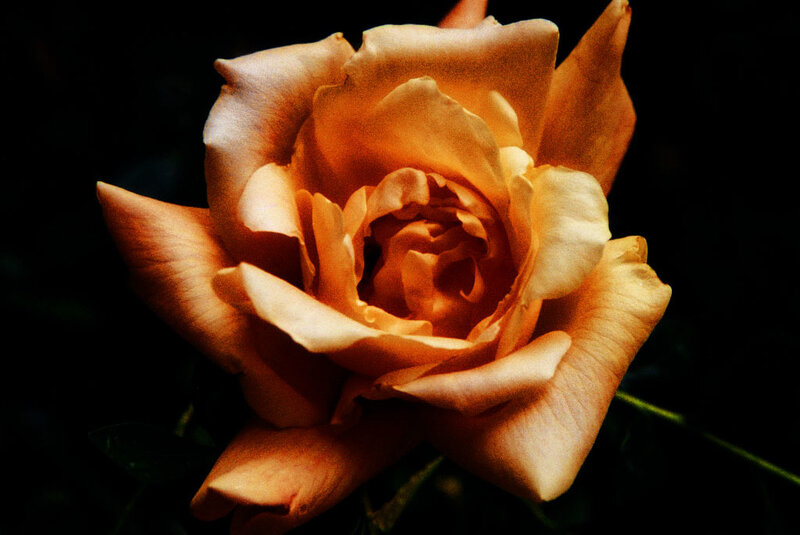 Close-up of a golden rose