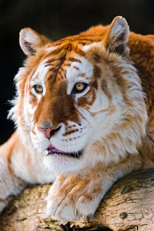 close-up of a golden tiger