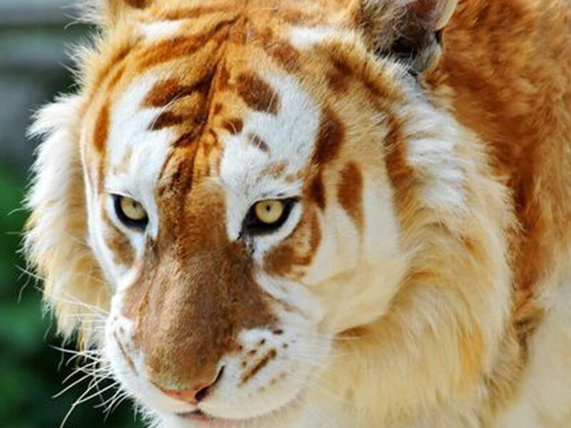 close-up of a golden tiger