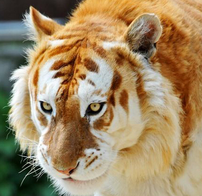 close-up of a golden tiger