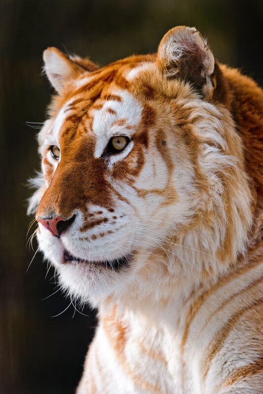 close-up of a golden tiger