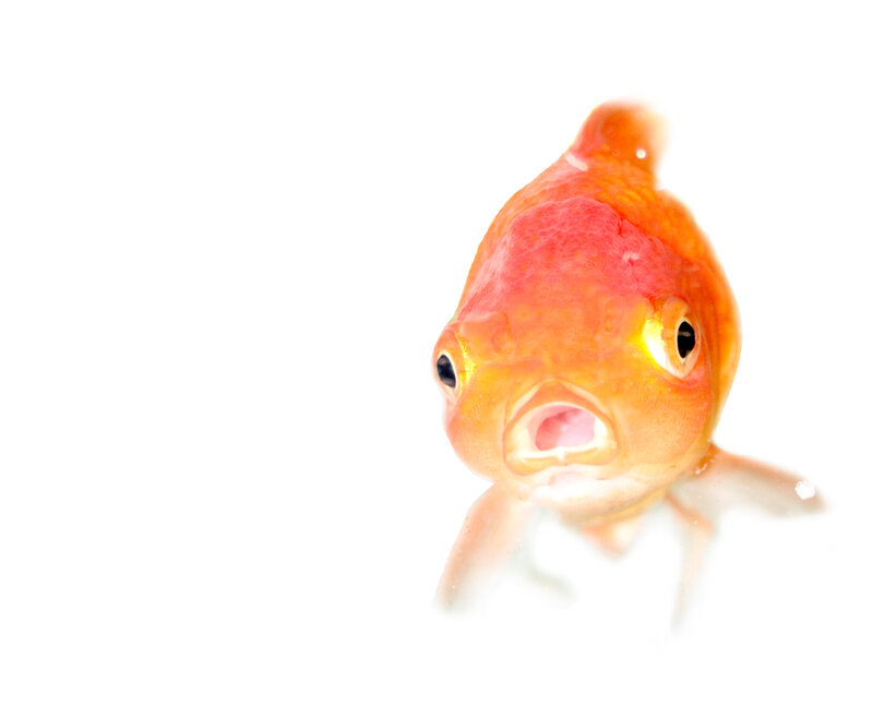 close-up of a goldfish
