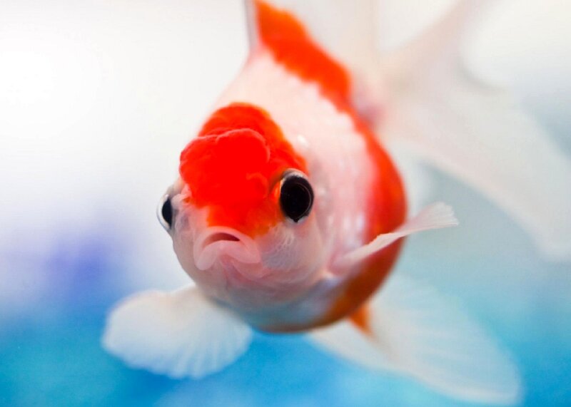 close-up of a goldfish