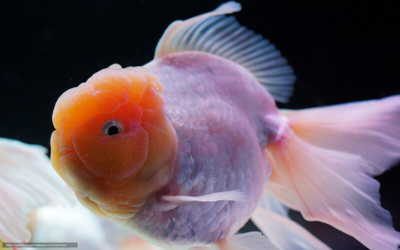 Close-up of a goldfish