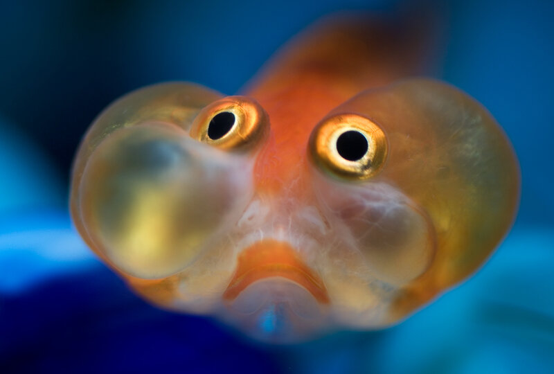 close-up of a goldfish