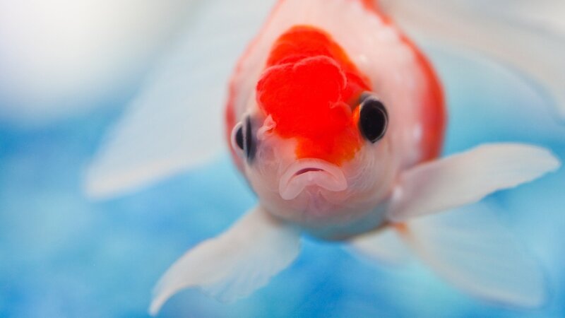 close-up of a goldfish