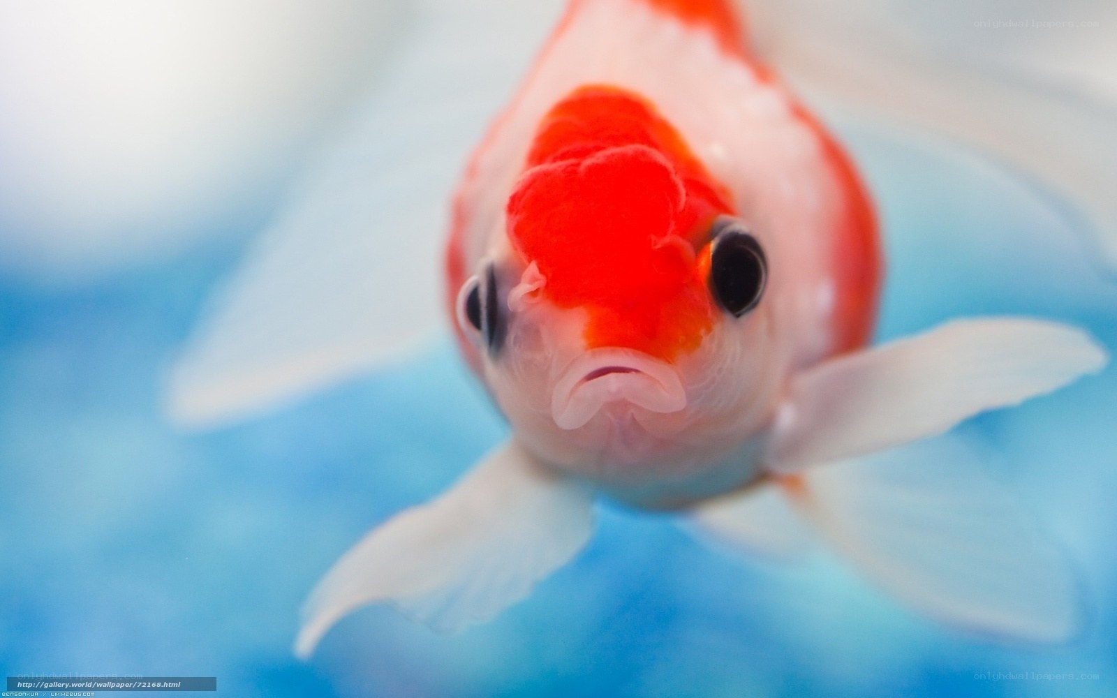 close-up of a goldfish