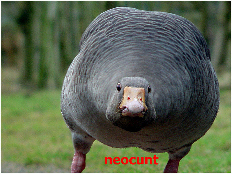 Close-up of a goose