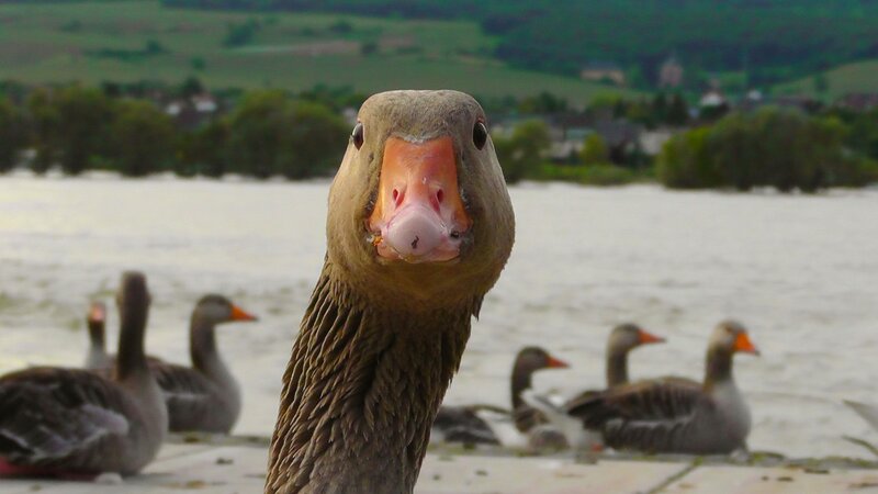 Close-up of a Goose — Brown