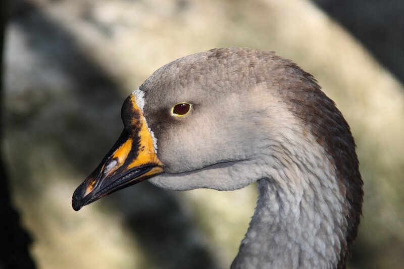 Close-up of a Goose — Gray