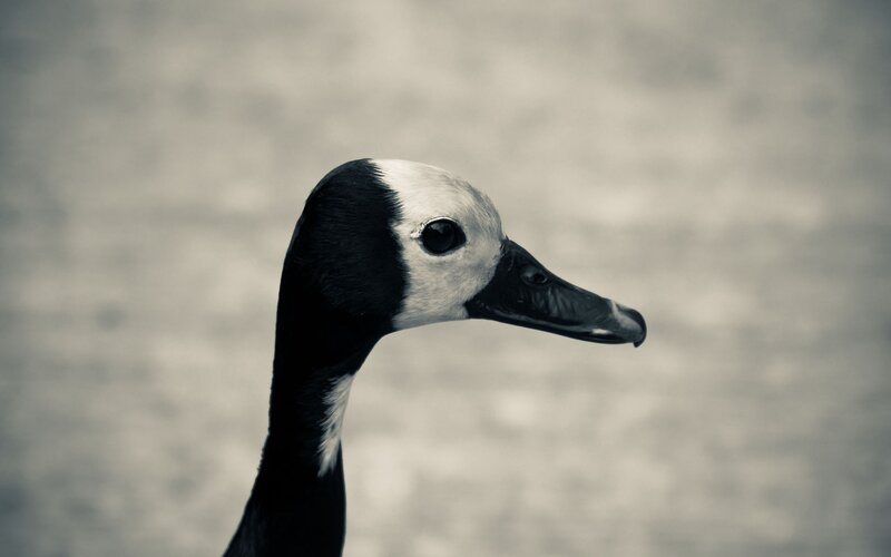 close-up of a goose head