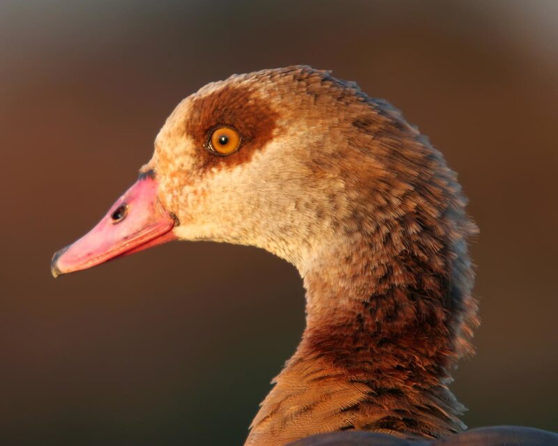 close-up of a goose head